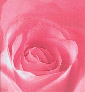 Rose Print Ring Box - Jewel Box Co